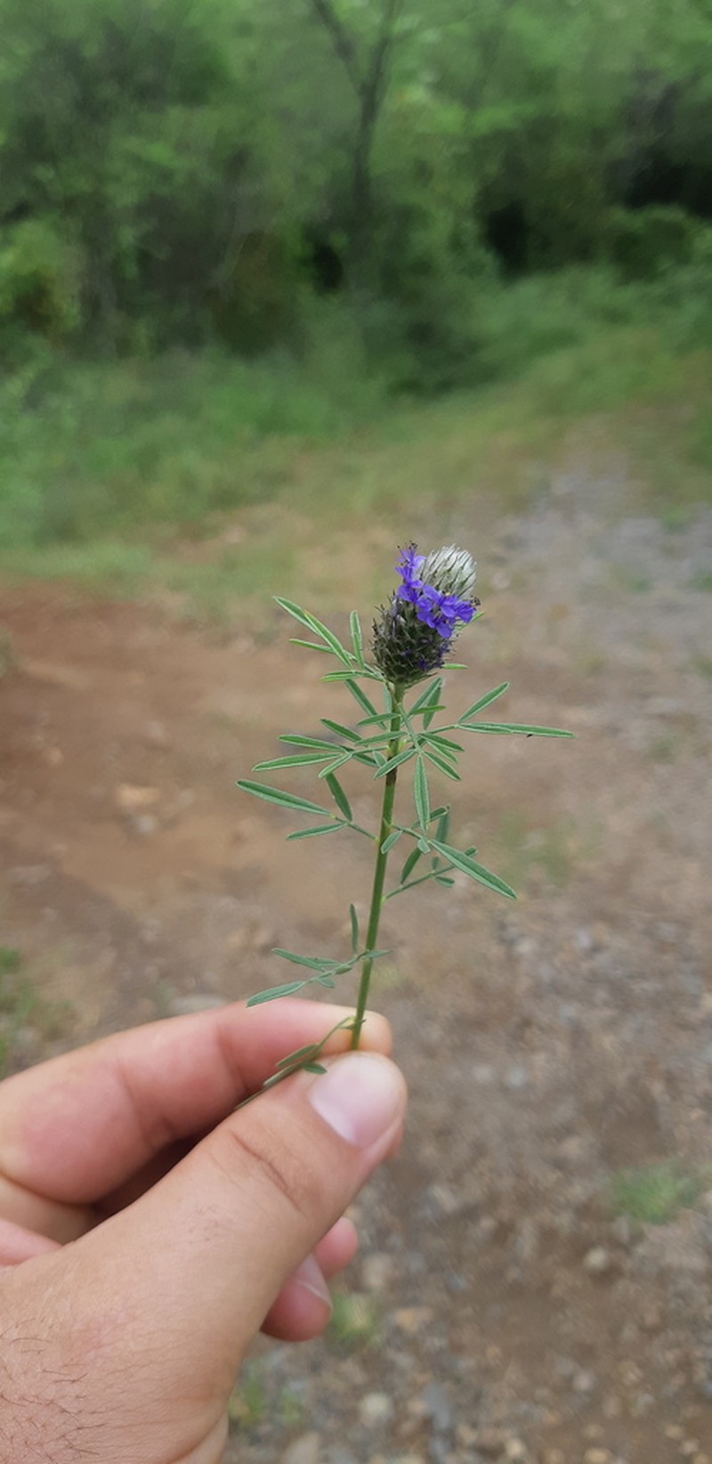 Dalea obreniformis photo 6