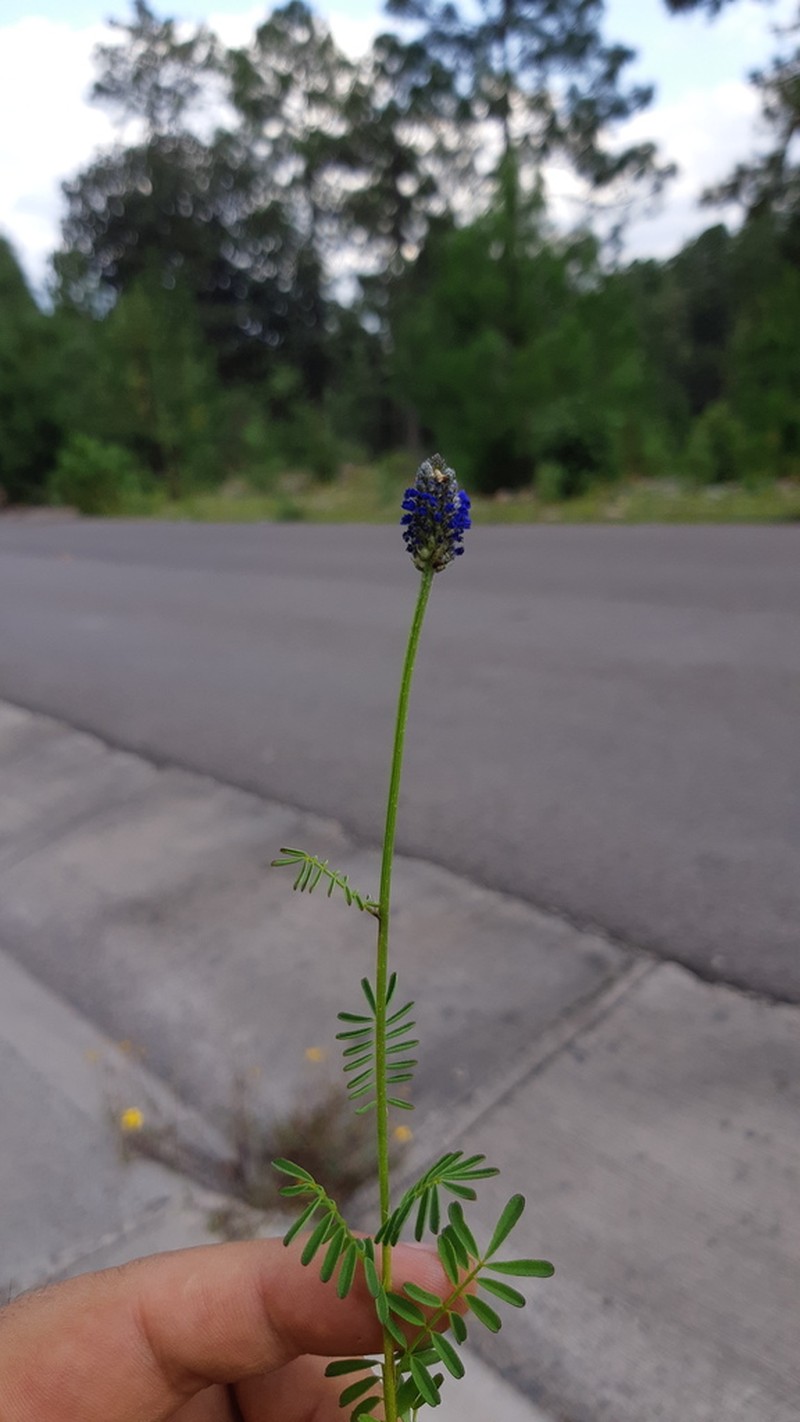 Dalea obreniformis photo 8
