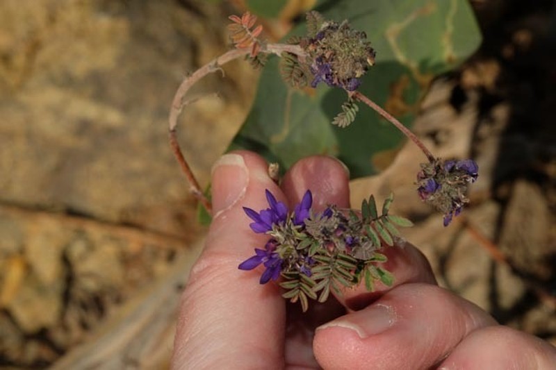 Dalea onobrychis photo 2