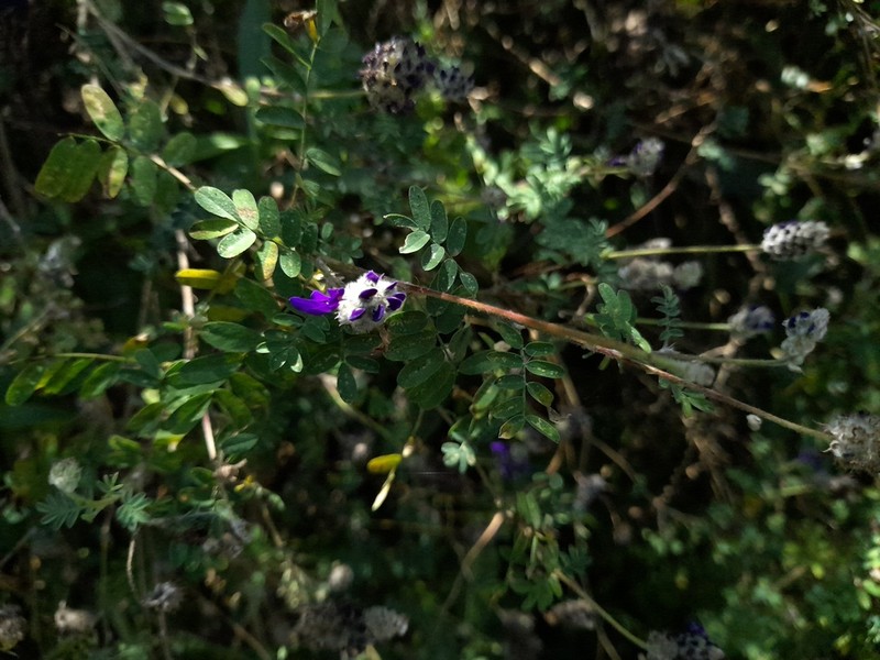 Dalea onobrychis photo 3