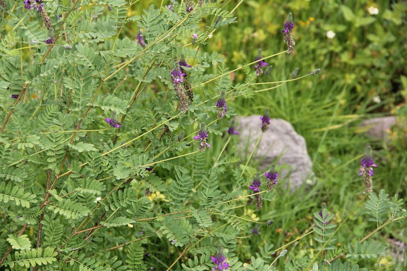 Dalea onobrychis photo 4