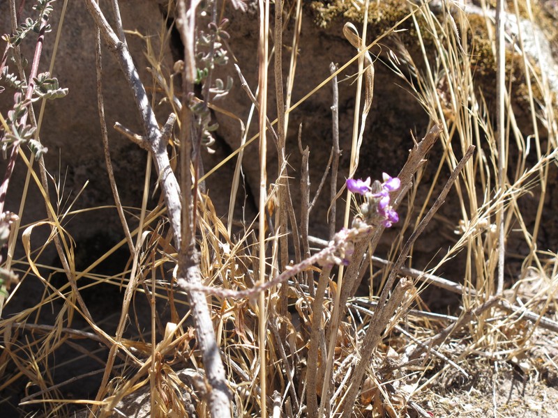 Dalea onobrychis photo 6