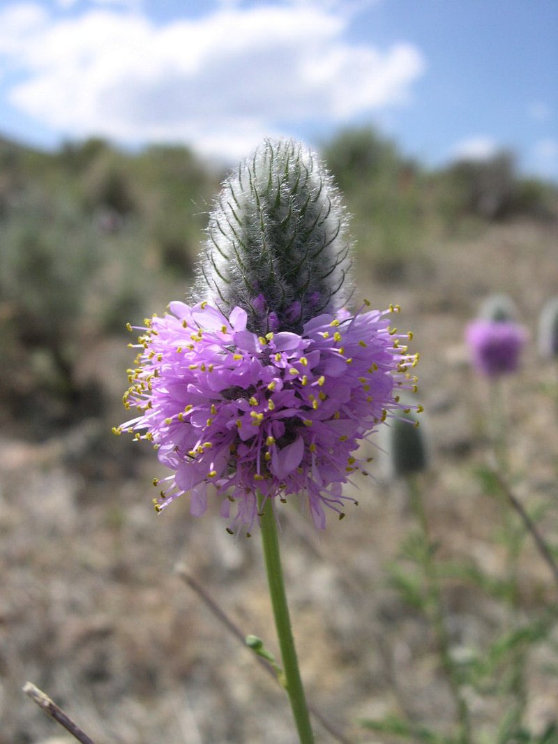 Blue Mountain Prairie Clover