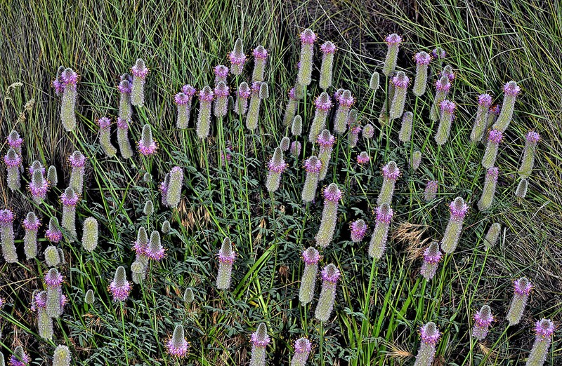 Blue Mountain Prairie Clover