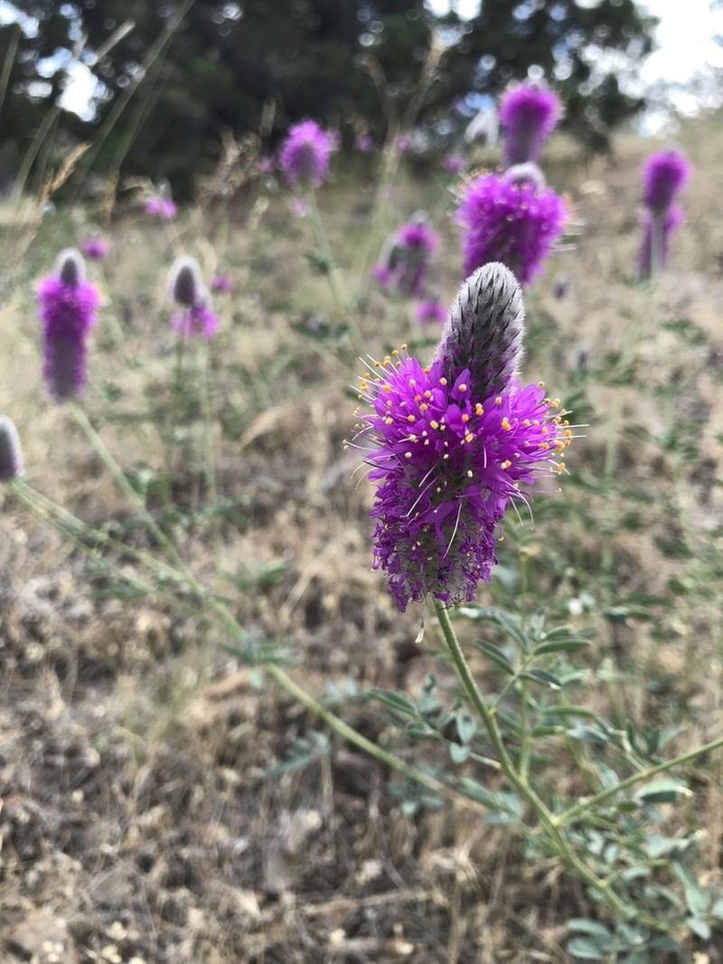 Blue Mountain Prairie Clover photo 2