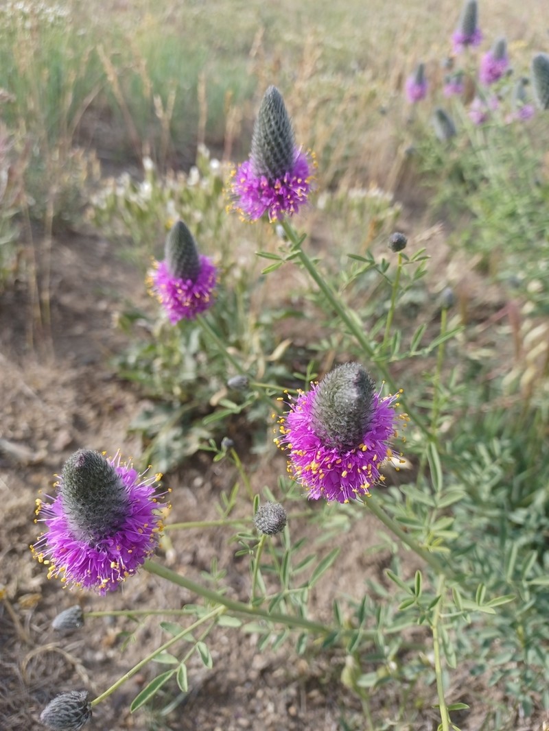 Blue Mountain Prairie Clover photo 3