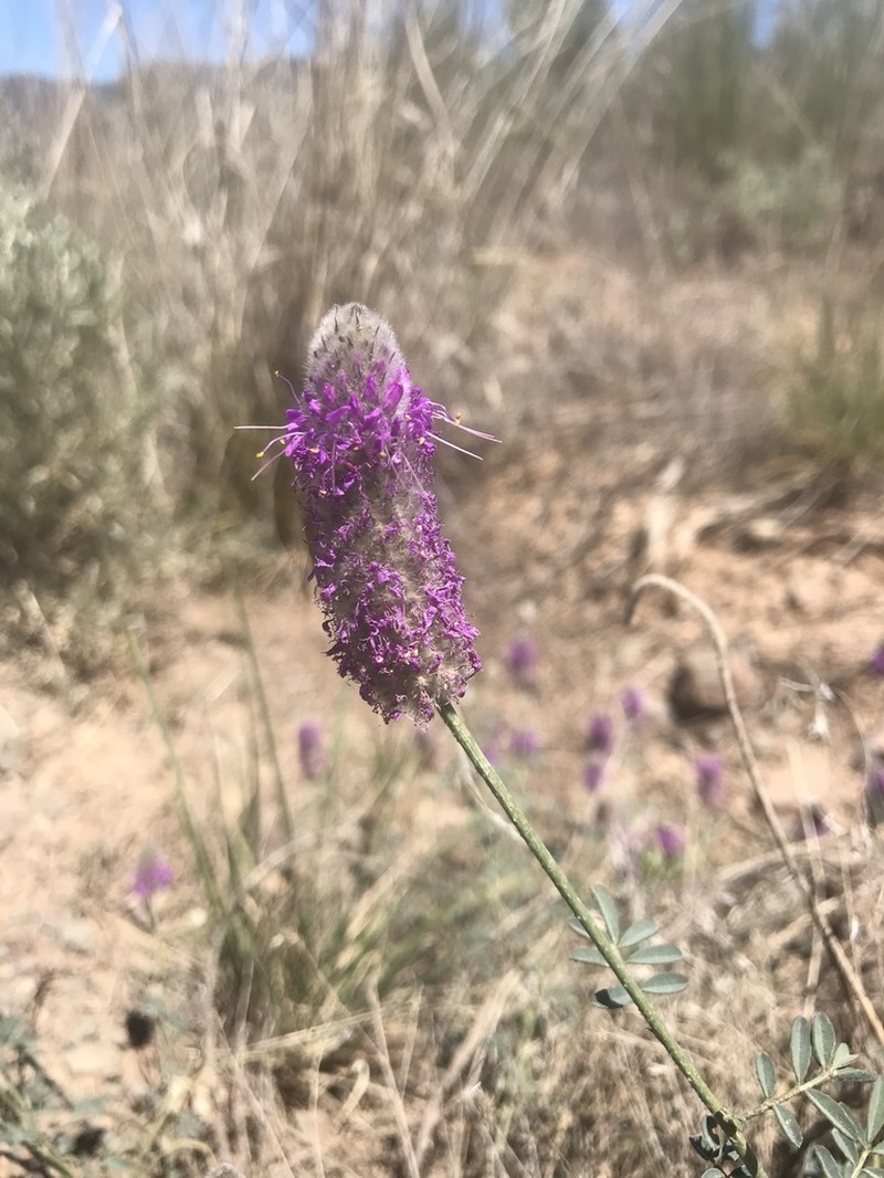 Blue Mountain Prairie Clover photo 4