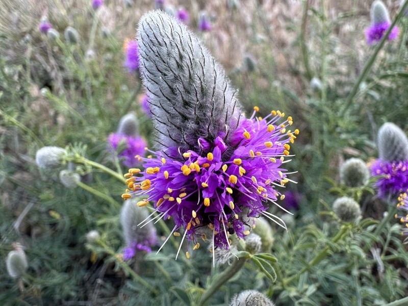 Blue Mountain Prairie Clover photo 5