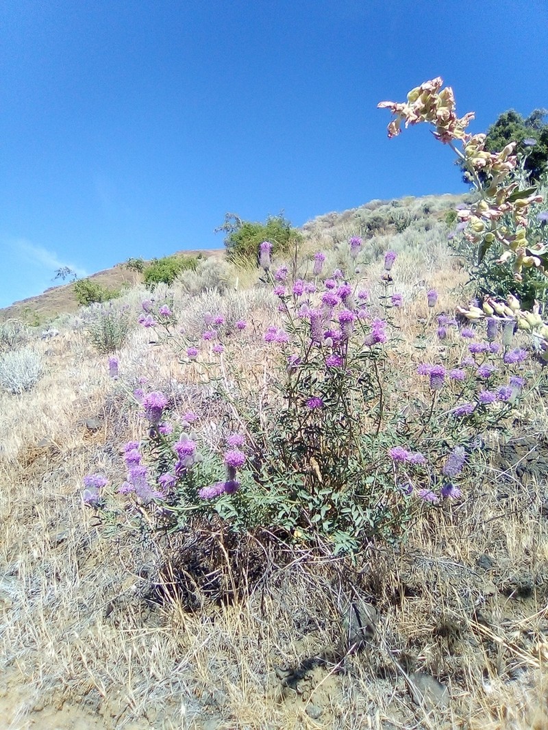 Blue Mountain Prairie Clover photo 6