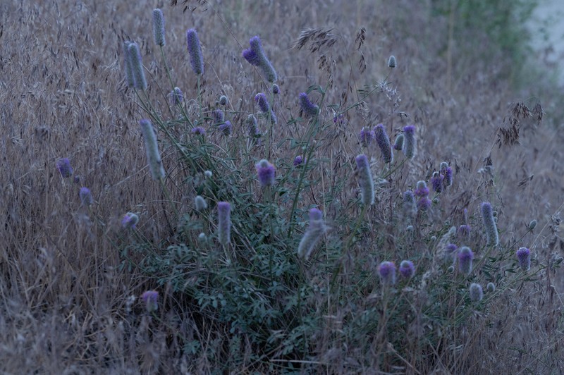 Blue Mountain Prairie Clover photo 7