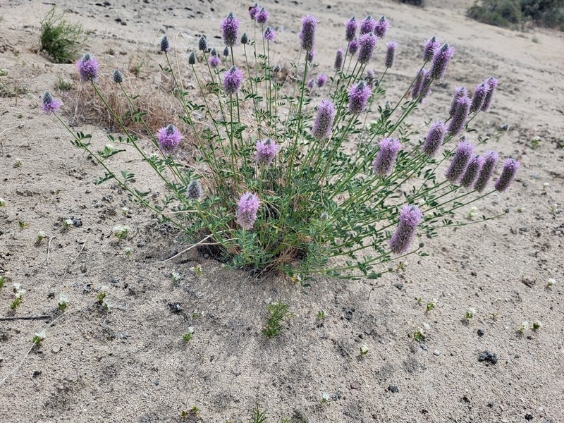 Blue Mountain Prairie Clover photo 8