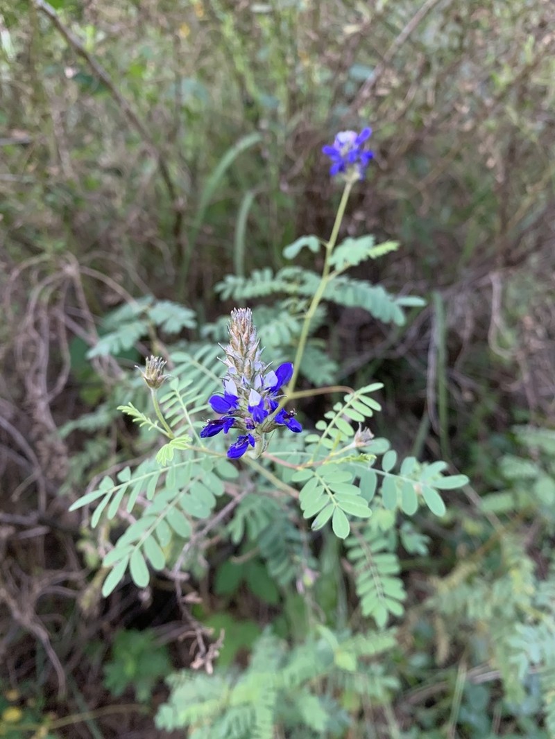 Dalea pazensis