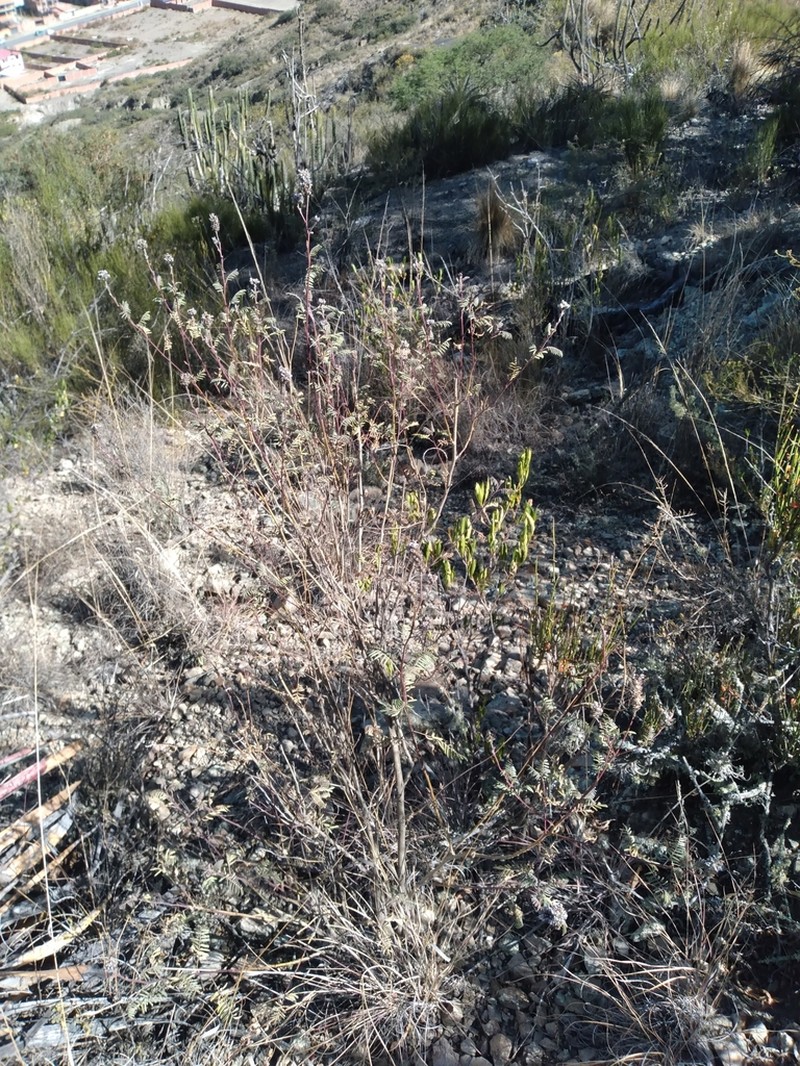Dalea pazensis photo 2