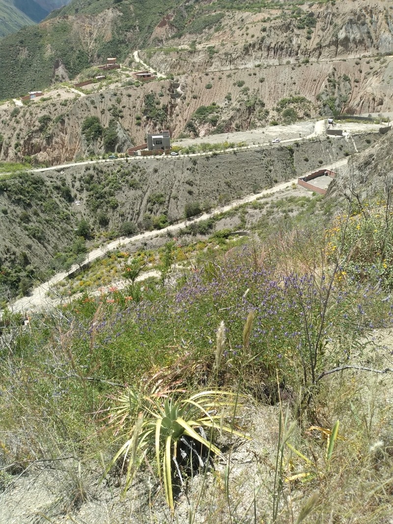 Dalea pazensis photo 3