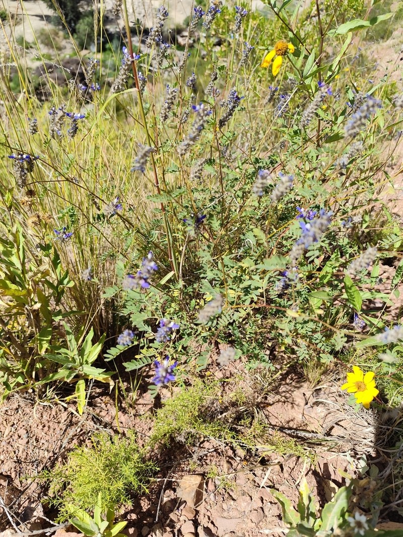 Dalea pazensis photo 6