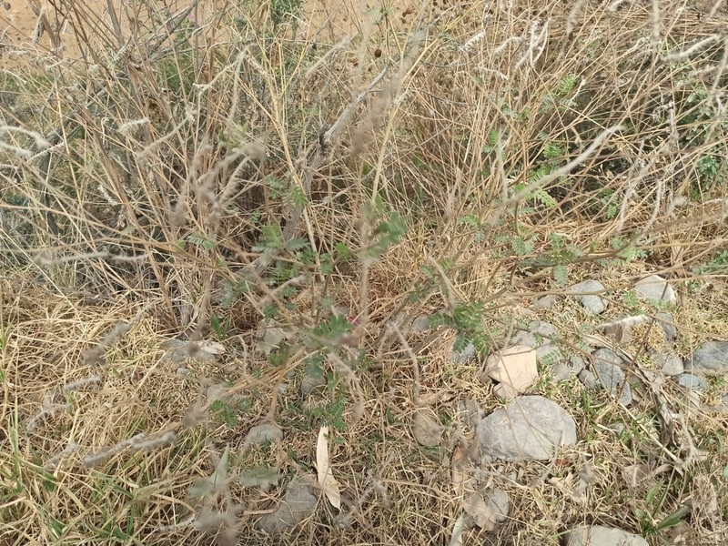 Dalea pazensis photo 8