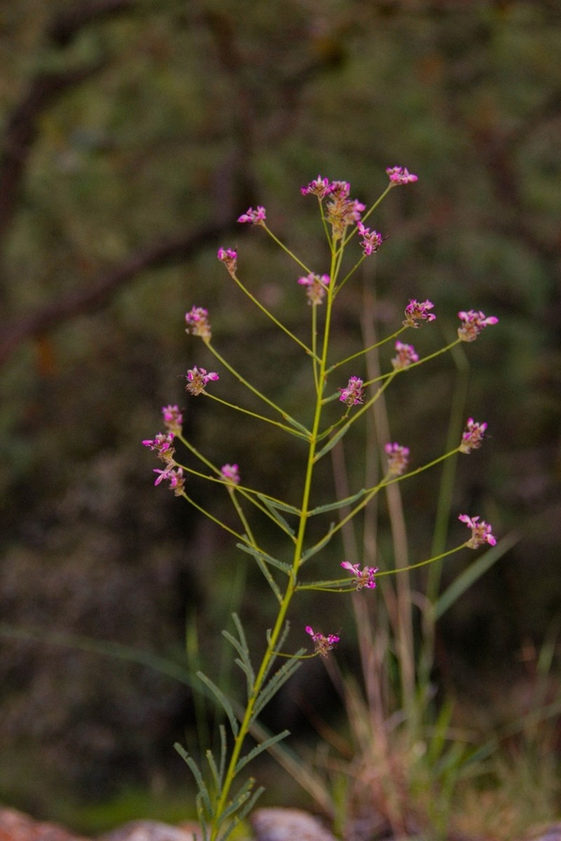Dalea pectinata
