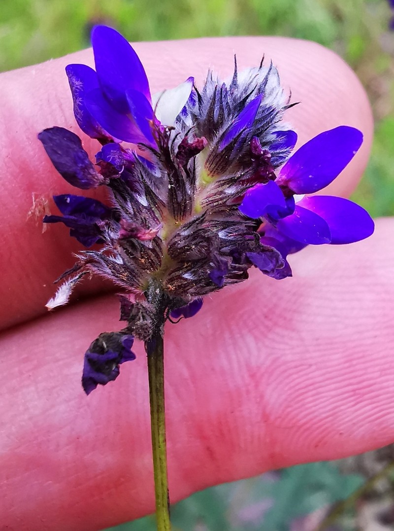 Dalea pectinata photo 2