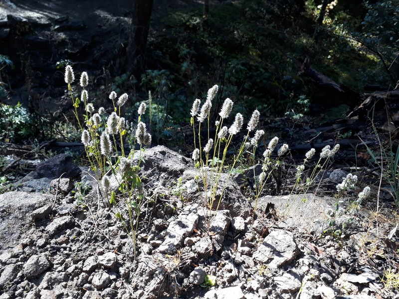 Dalea pectinata photo 3