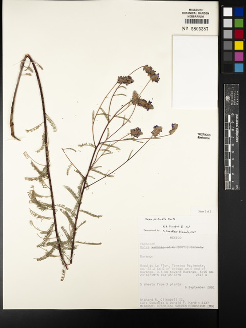 Dalea pectinata photo 4