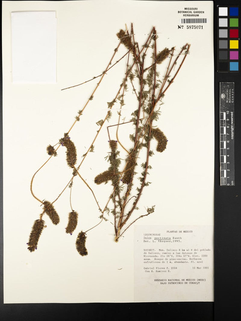 Dalea pectinata photo 5