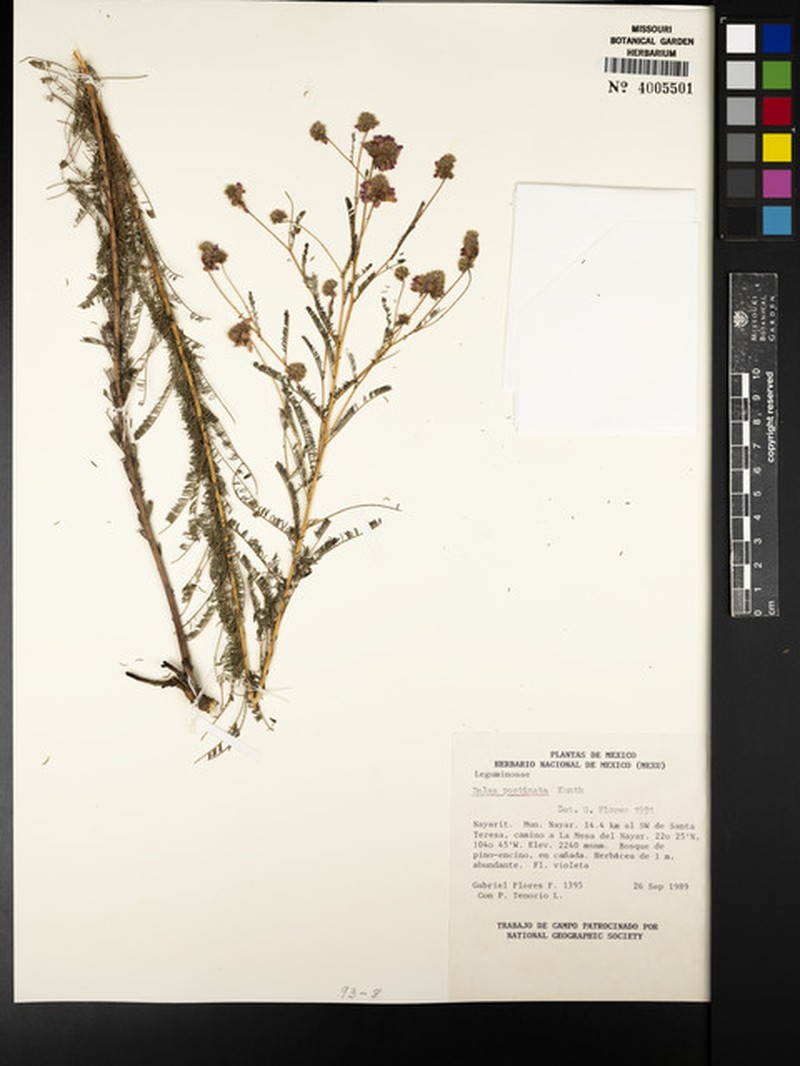 Dalea pectinata photo 6