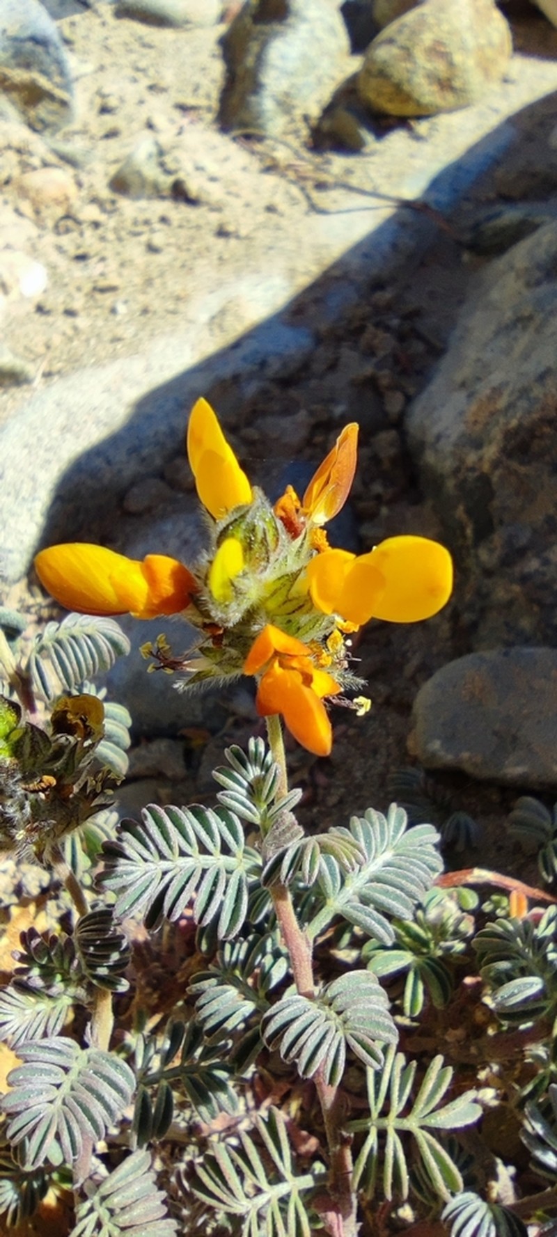 Dalea pennellii