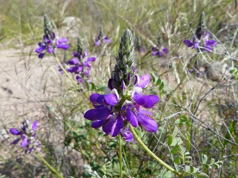 Dalea pennellii photo 2