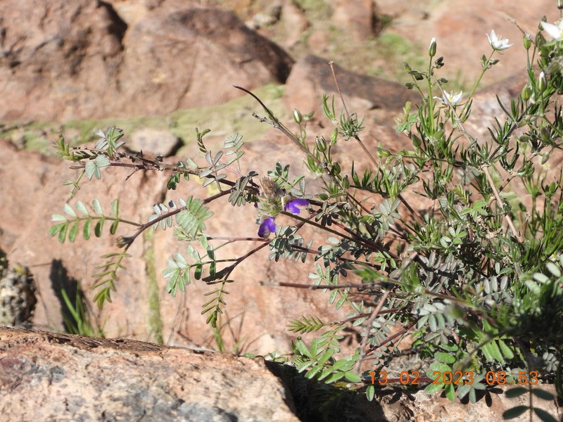 Dalea pennellii photo 3