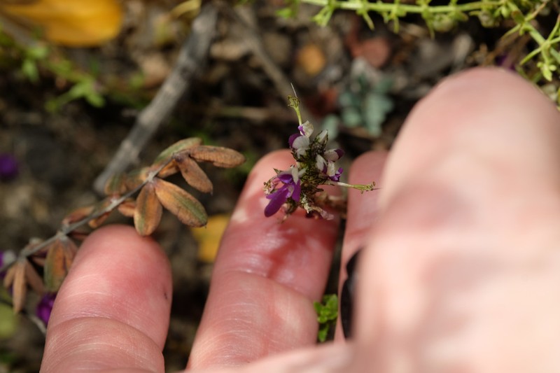 Dalea pennellii photo 5