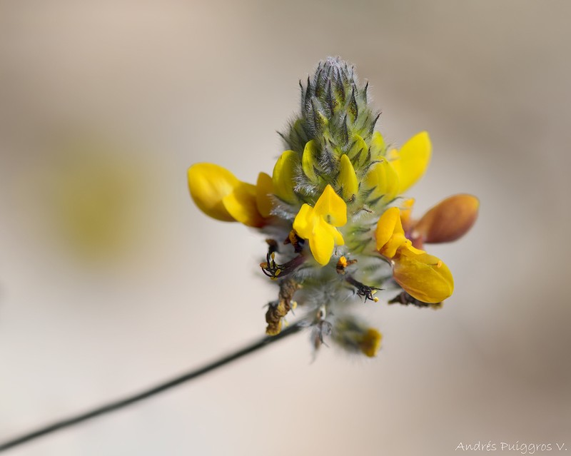 Dalea pennellii photo 6