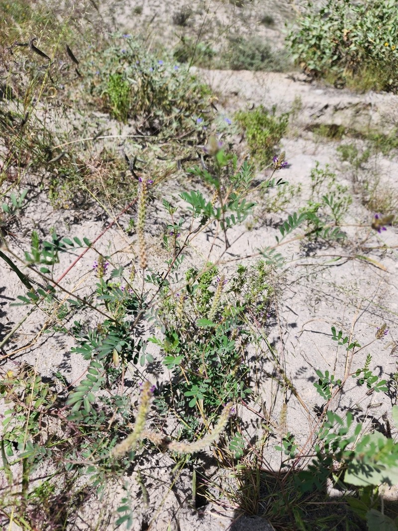 Dalea pennellii photo 7