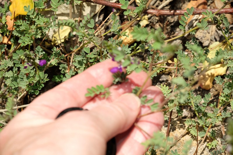 Dalea pennellii photo 8