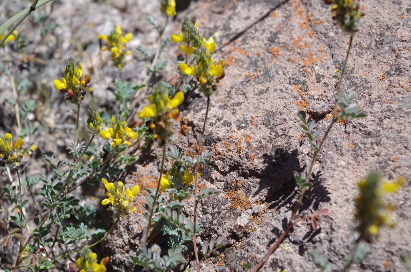 Dalea pennellii var. chilensis photo 2