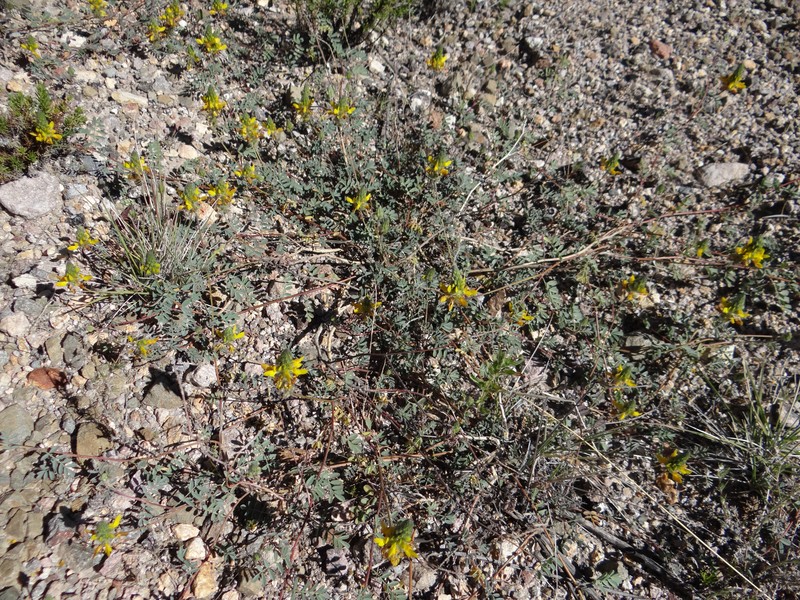 Dalea pennellii var. chilensis