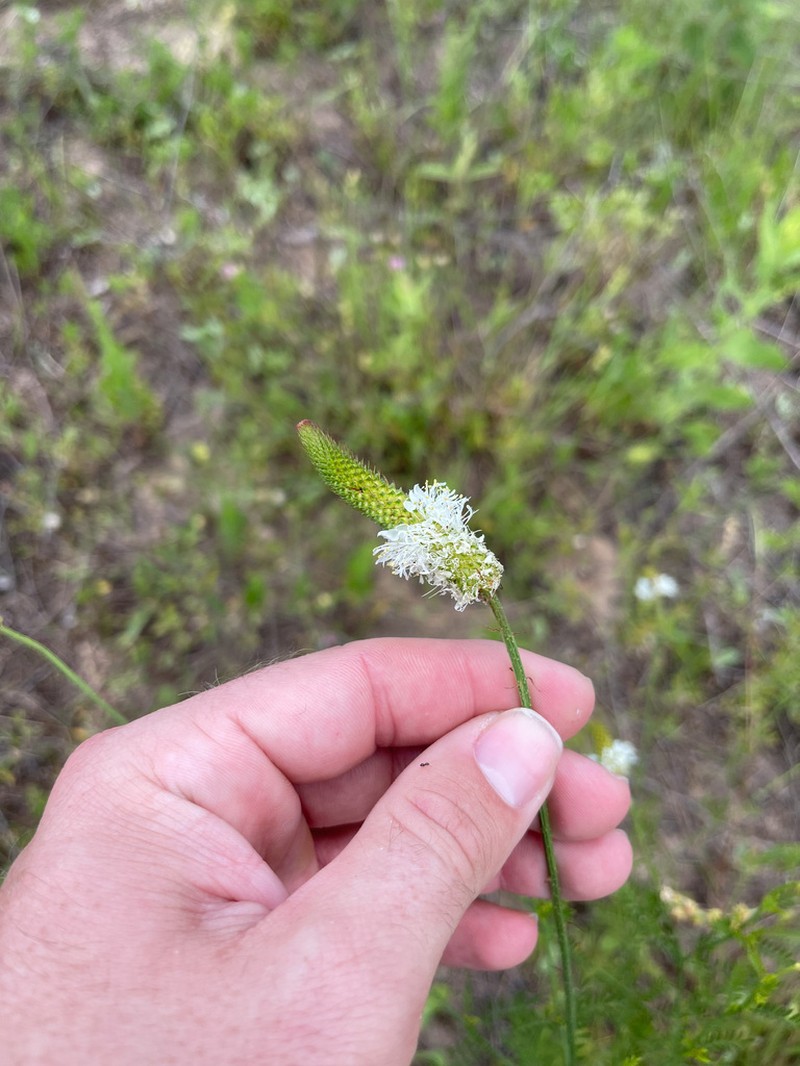 Slimspike Prairie Clover