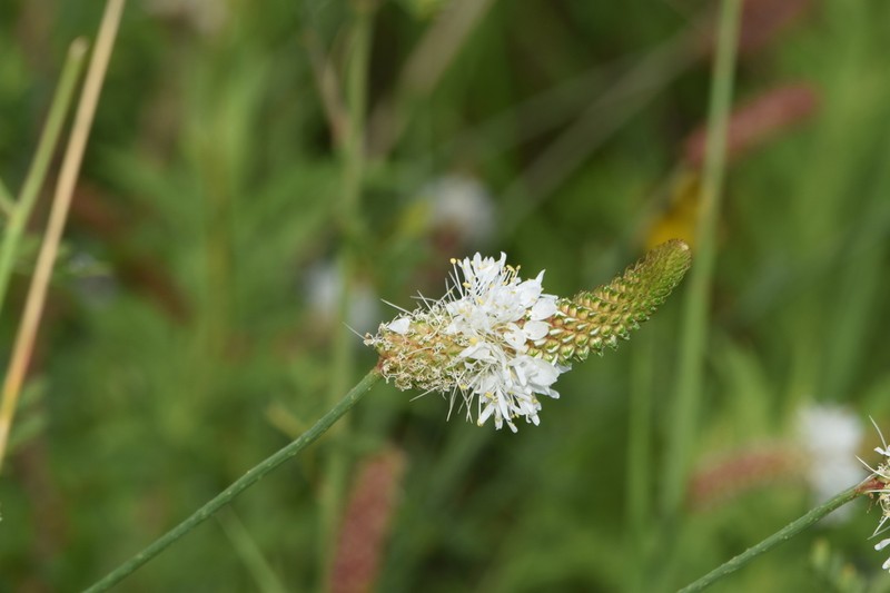 Slimspike Prairie Clover photo 2