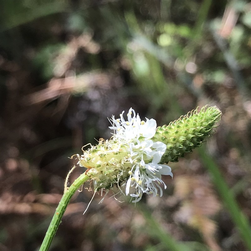 Slimspike Prairie Clover photo 3