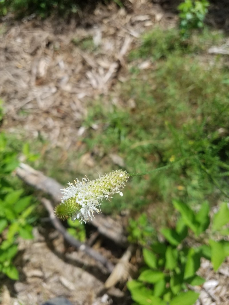 Slimspike Prairie Clover photo 4