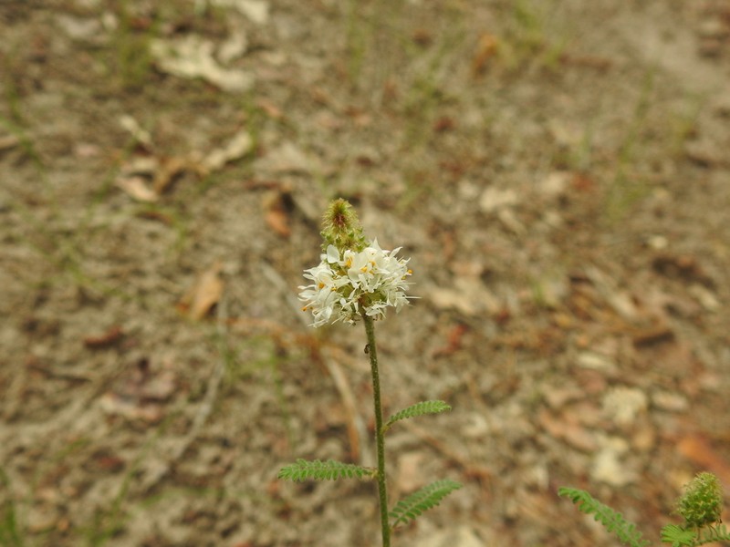 Slimspike Prairie Clover photo 5
