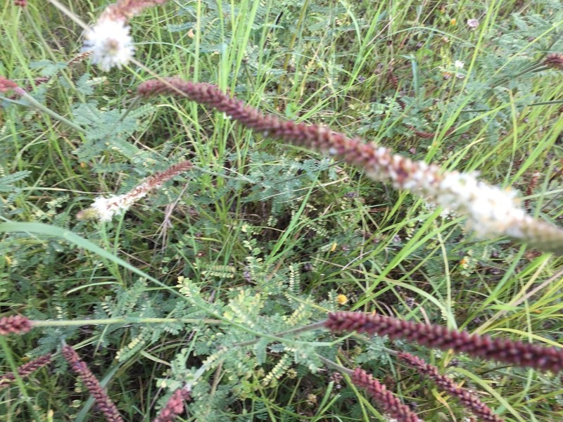 Slimspike Prairie Clover photo 6