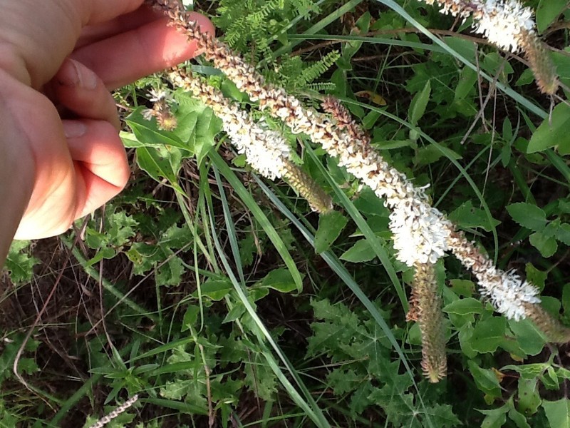 Slimspike Prairie Clover photo 7