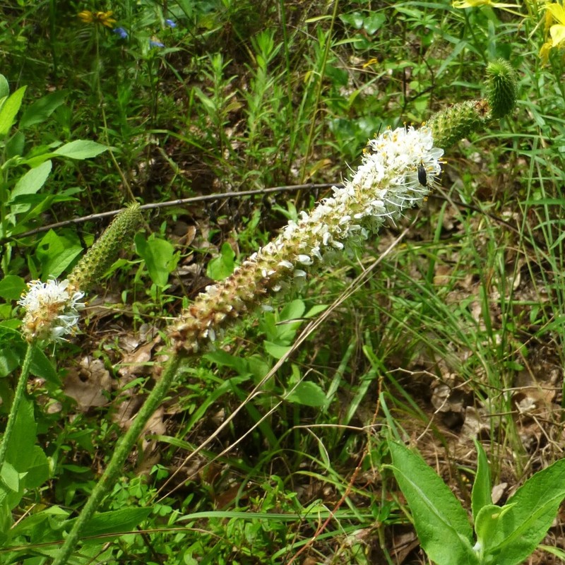Slimspike Prairie Clover photo 8
