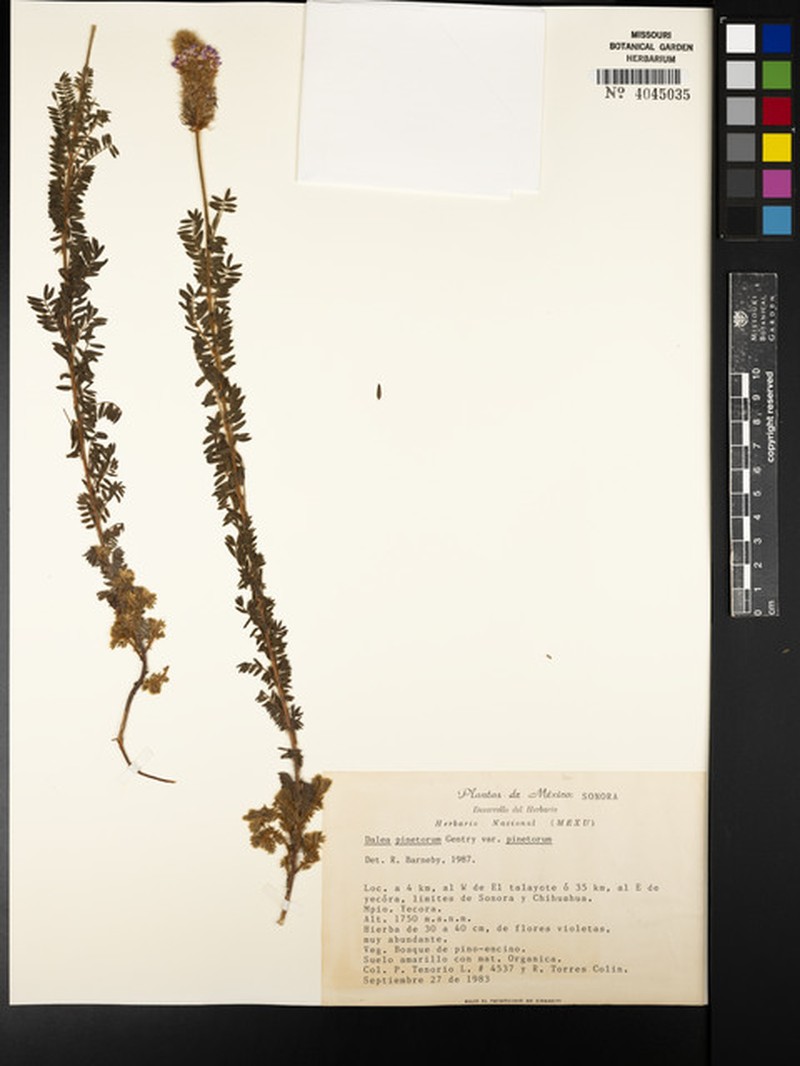 Dalea pinetorum