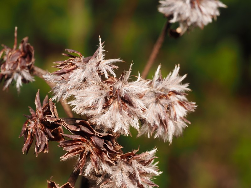 Tampa Prairie Clover photo 2