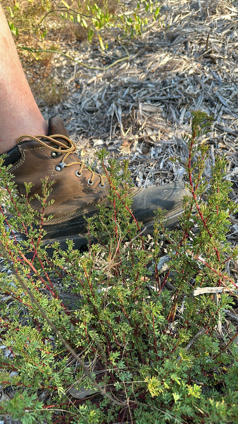 Tampa Prairie Clover photo 3