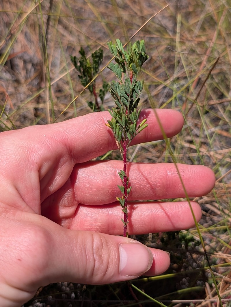 Tampa Prairie Clover photo 4