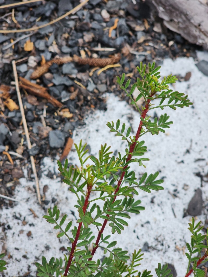 Tampa Prairie Clover photo 5