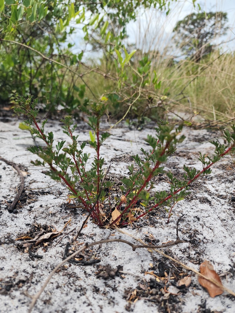 Tampa Prairie Clover photo 6