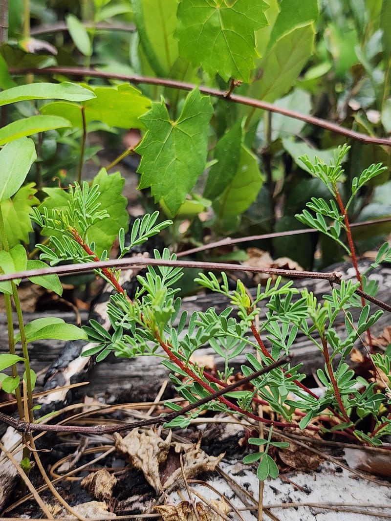 Tampa Prairie Clover photo 8